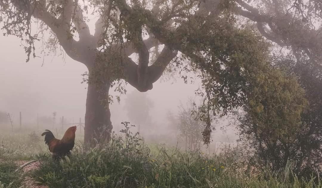 Herdade Da Maceira Villa São Luís Eksteriør bilde