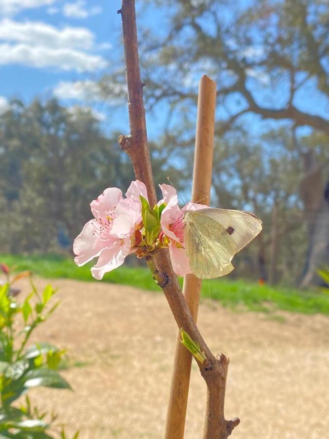 Herdade Da Maceira Villa São Luís Eksteriør bilde